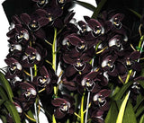 40 Seeds Per Pack - Black Cymbidium