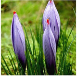 20 Seeds Per Pack - Saffron Crocus Seeds