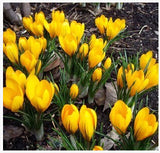 20 Seeds Per Pack - Saffron Crocus Seeds