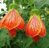 40 Seeds Per Pack - Fuchsia Seed Pods