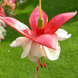 40 Seeds Per Pack - Fuchsia Seed Pods