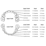 Baby Tooth Treasure Box